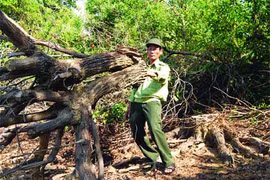 Tu Yen Forest Ranger Station Director Hoang Ngoc Anh examines trees that have been illegally cut down (Photo: VNA)