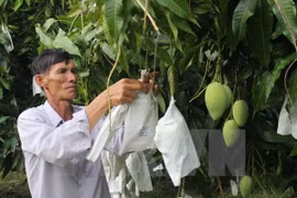 A farmer is taking care of his mango garden (Photo: VNA)