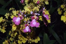 Oncidium orchid (Photo:sobhaflowers) 