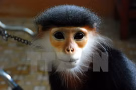 A grey-shanked douc langur, an endangered monkey is sent to the Endangered Primate Rescue Center in Cuc Phuong national park. (Photo: VNA)