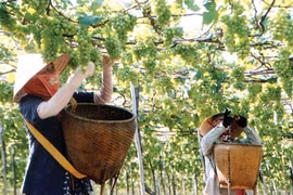 Farmers harvest grapes in Thanh Hai Commune, Phan Rang Town, Ninh Thuan province (Photo: VNA)