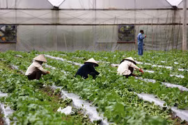 Production at An Thai agriculture hi-tech park in Phu Giao district, southern Binh Duong province (Source: Binh Duong News)