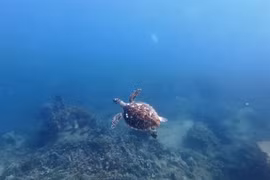 The sea turtle spotted in Nha Trang Bay last week. (Photo: nld.com.vn)