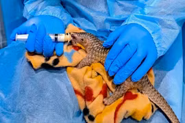 A pangolin rescued by the SVW. (Photo courtesy of the SVW)