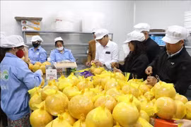 Hai Duong exports grapefruit to EU (Photo: VNA)