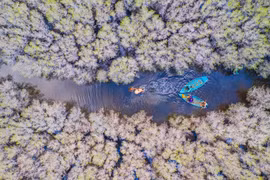 Mangrove forest conservation to respond to climate change in the South Central region