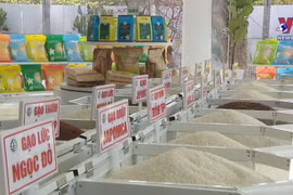 Vietnam's rice export turnover up 23.5% in nine months