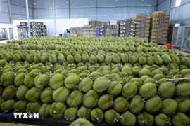 Vietnam’s frozen durian exports to China could reach 300 mln USD in 2024