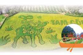 Ninh Binh Tourism Week 2024: The Yellow Colour of Tam Coc - Trang An