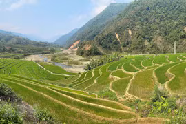 Beauty of young rice terraces in Lai Chau