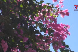 Bougain villea blossoms brighten up Nha Trang city