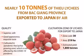 Bac Giang exports nearly 10 tonnes of Thieu lychees to Japan