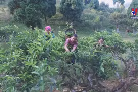 Suoi Giang Shan tuyet tea enchants enthusiasts
