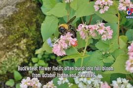 Buckwheat flower fields: check-in hotspot in Ha Giang 