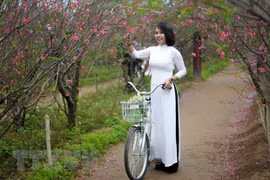 Peach blossoms: Enduring symbol of Tet holiday