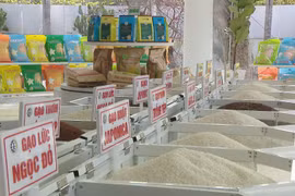 Rice exports expected to hit 5 billion USD this year