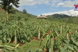 Agriculture pushing development of new-style rural areas in Son La