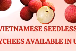 Vietnamese seedless lychees available in UK