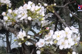 Hong Thai pear flowers create a charming scene