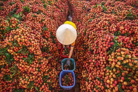 The thrilling main “thieu” lychee season in Bac Giang province