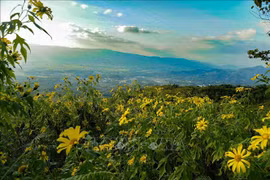 Wild sunflowers dye northwestern mountains yellow
