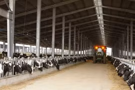TH Group to launch organic milk products