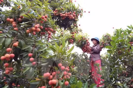 Bac Giang exports over 32,200 tonnes of lychee so far
