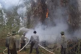 Binh Duong on alert for forest fires