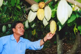 Cocoa to be grown with cashew trees 