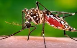 Philippines confirms three new Zika cases