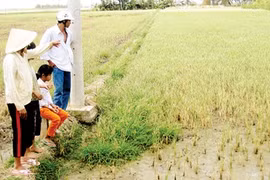 Saline intrusion a threat to crops in Mekong Delta
