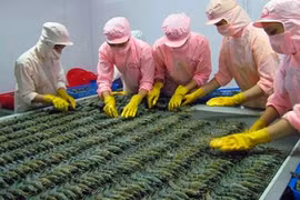 Higher US duties on Vietnamese shrimp
