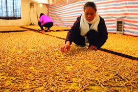 Silkworms ‘trained' to weave blankets