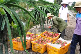 Vietnamese dragon fruit comes back to Taiwan 