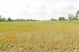 Kien Giang: various ways to combat drought, saltwater intrusion