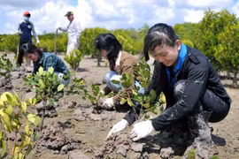 Central Highlands provinces to green additional 71,000 hectares 