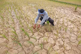 Cambodia intensifies measures to combat drought 