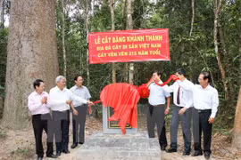 Heritage title given to centuries-old trees in Tay Ninh 