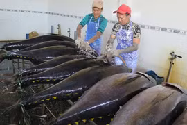 Tuna firms eye 8 percent export rise