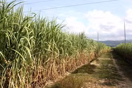Dong Nai promises incentives to investors in large-scale fields 