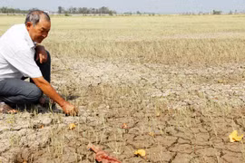 Saline intrusion takes toll on rice crops in Soc Trang