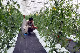 Smart farming a bright future for Vietnam
