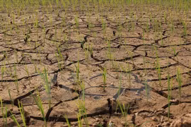 More severe drought forecast this year in Vietnam