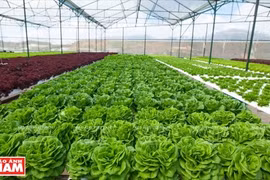 Hi-tech agriculture project developed in Thua Thien-Hue