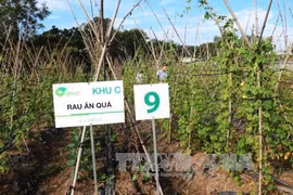 Tay Ninh eyes hi-tech agriculture cooperation with Japan