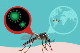 Zika infection case in Japan is not Vietnamese