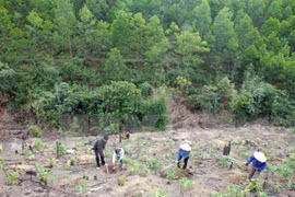 Monitoring system to aid forest management 
