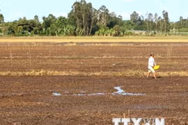 Saline intrusion hits shrimp farmers