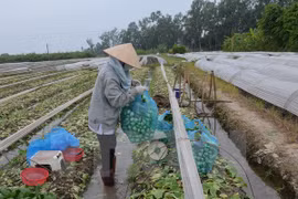 Int’l forum on new rural development opens in Hanoi