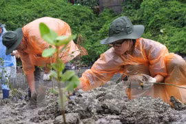 Soc Trang beefs up mangrove afforestation